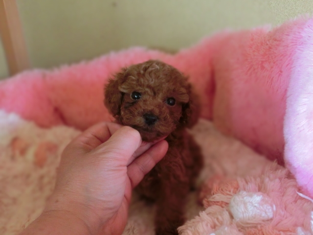 トイ・プードル、濃いレッド、メス、小さいサイズ、茨城県ブリーダー子犬販売、2013/02/12-001