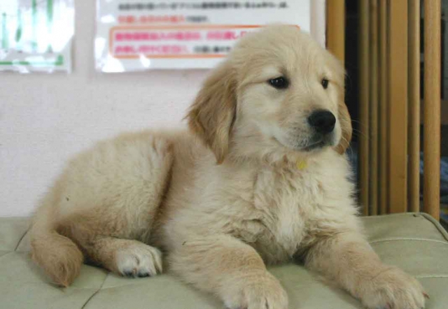 ゴールデンレトリーバー子犬販売、ゴールド、女の子（メス）、2012年11月16日産まれ、茨城県ブリーダー、ID130124651215