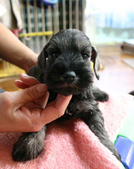 ミニチュアシュナウザー子犬販売、ソルト＆ペッパー、男の子（オス）、2013年02月02日産まれ、神奈川県ブリーダー、ID20130202005