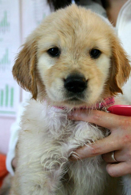 ゴールデンレトリーバー（レトリバー）子犬販売情報、女の子（メス）、ゴールド、2012年09月22日生れ、茨城県ブリーダー、ID121104791067