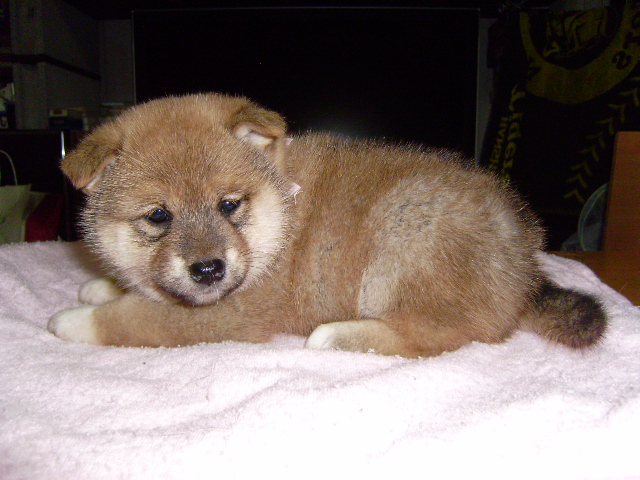 柴犬子犬販売、赤毛（赤柴）、女の子（メス）、2013年03月18日産まれ、大阪府ブリーダー、ID20120318-003