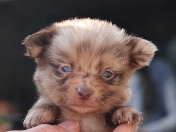 ミックス犬（ポメックス）子犬販売、男の子（オス）、チョコダップル、2014年10月04日産まれ、東京都ブリーダー、ID7649