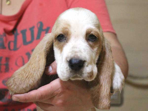 バセットハウンド子犬販売情報、女の子（メス）、レモンカラー、2015年8月29日生れ、神奈川県ブリーダー、ID9213