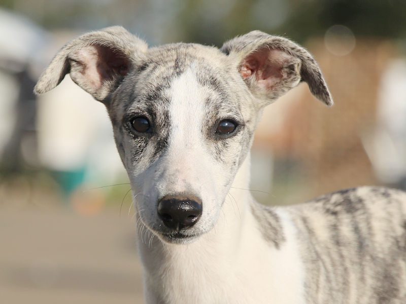 ウィペット子犬販売、女の子（牝、Female）、ホワイト＆ブリンドル、2019年9月11日産まれ、千葉県ブリーダー、お顔、ID11708